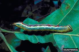 Attēlu rezultāti vaicājumam “Comatricha ellae macro”