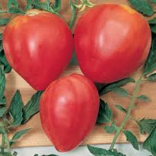 Afbeeldingsresultaat voor erdie family oxheart tomato