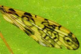 Attēlu rezultāti vaicājumam “Epiphragma ocellare”