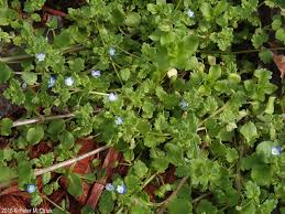 Attēlu rezultāti vaicājumam “Veronica persica leaf”