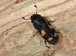 Attēlu rezultāti vaicājumam “Glischrochilus quadripunctatus”