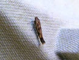 Attēlu rezultāti vaicājumam “Scythris limbella”