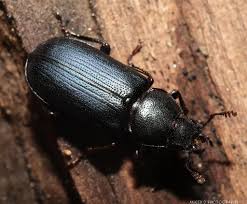 Attēlu rezultāti vaicājumam “Lucanidae”