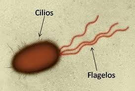 Image result for es.wikipedia.org