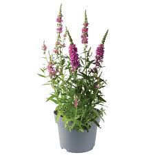 Image result for Lythrum salicaria