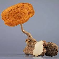 Attēlu rezultāti vaicājumam “Lignydium muscorum macro”