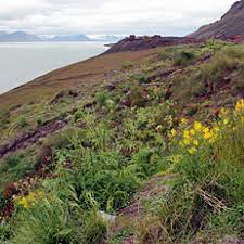 Attēlu rezultāti vaicājumam “Alchemilla subcrenata”