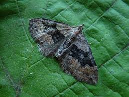 Attēlu rezultāti vaicājumam “Xanthorhoe quadrifasiata”