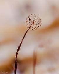 Attēlu rezultāti vaicājumam “Cribraria piriformis macro”