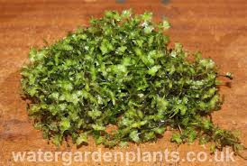 Attēlu rezultāti vaicājumam “Lemna trisulca”