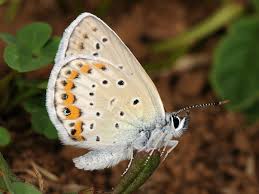 Attēlu rezultāti vaicājumam “Plebejus idas underside”