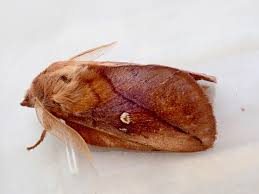 Attēlu rezultāti vaicājumam “Euthrix potatoria imago”