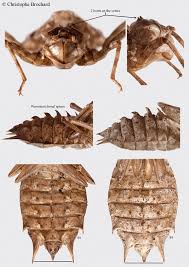 Attēlu rezultāti vaicājumam “Epitheca bimaculata”