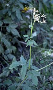 Attēlu rezultāti vaicājumam “Chaerophyllum aromaticum flower”