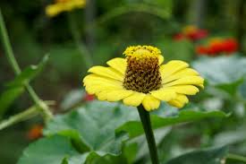 Image result for Zinnia violacea
