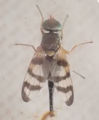 Attēlu rezultāti vaicājumam “Urophora jaceana”