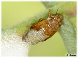 Attēlu rezultāti vaicājumam “Aphrophora salicina”