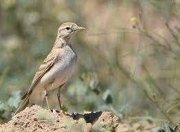 Image result for Calandrella rufescens