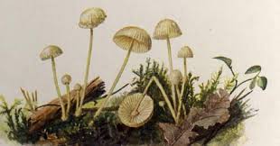 Attēlu rezultāti vaicājumam “Mycena epipterygia”