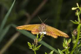 Attēlu rezultāti vaicājumam “Lythria cruentaria”