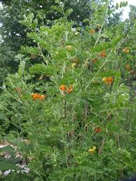 Image result for Colutea x media (arborescens x orientalis)