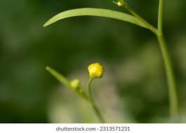 Attēlu rezultāti vaicājumam “Ranunculus flammula bud”