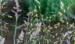 Attēlu rezultāti vaicājumam “Bromopsis inermis”