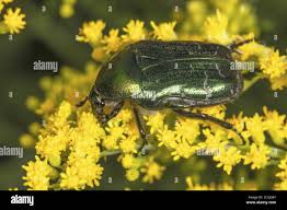 Attēlu rezultāti vaicājumam “Liocola lugubris”