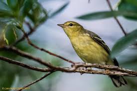 Image result for Dendroica striata