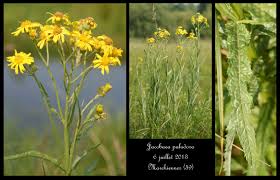 Attēlu rezultāti vaicājumam “Jacobaea paludosa leaf”