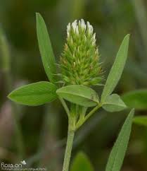 Image result for "Trifolium obscurum"