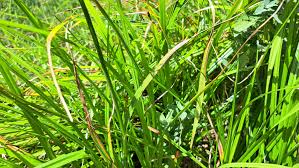 Attēlu rezultāti vaicājumam “Scirpus sylvaticus”