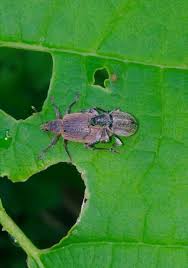 Attēlu rezultāti vaicājumam “Polydrusus mollis”