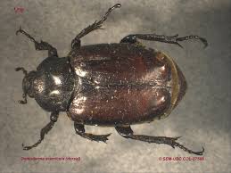 Attēlu rezultāti vaicājumam “Osmoderma barnabita imago”