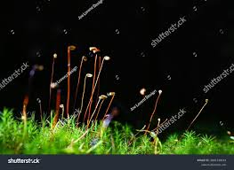 Attēlu rezultāti vaicājumam “Bryum argenteum sporophyte”