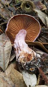 Attēlu rezultāti vaicājumam “Cortinarius traganus”