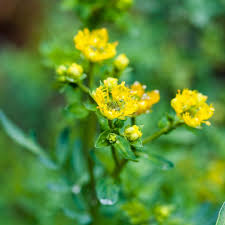 Image result for Ruta graveolens