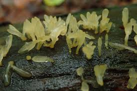 Attēlu rezultāti vaicājumam “Collaria rubens spores”