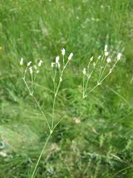 Attēlu rezultāti vaicājumam “Arenaria procera”