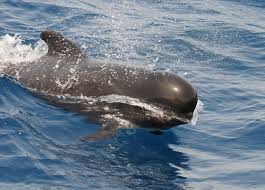 Image result for Globicephala melas