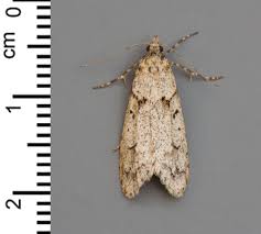 Attēlu rezultāti vaicājumam “Diurnea fagella”