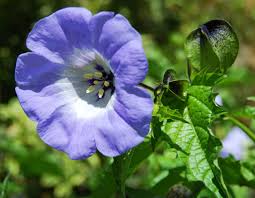 Attēlu rezultāti vaicājumam “Nicandra physalodes”