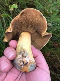 Attēlu rezultāti vaicājumam “Suillus variegatus”