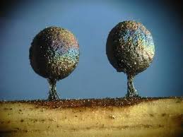 Attēlu rezultāti vaicājumam “Lamproderma pulchellum macro”