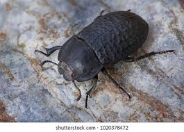 Attēlu rezultāti vaicājumam “Opatrum sabulosum”