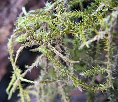 Attēlu rezultāti vaicājumam “Rhytidiadelphus subpinnatus”