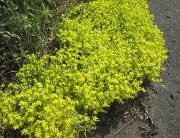 Attēlu rezultāti vaicājumam “Sedum acre fruit”