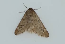 Attēlu rezultāti vaicājumam “Alsophila aescularia”