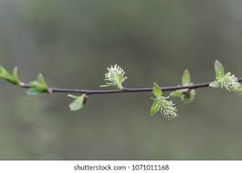 Attēlu rezultāti vaicājumam “Salix myrsinifolia male flower”