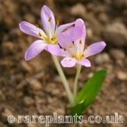 Attēlu rezultāti vaicājumam “Colchicum szovitsii subsp. szovitsii”